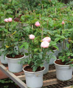 Hoa hồng bụi Vuvuzela Rose