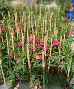 Hoa hồng chùm son 4 Hoa hồng chùm son