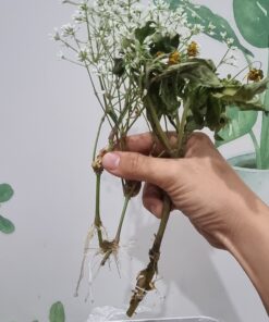 Hoa Tuyết Cầu 4 hoa tuyết cầu