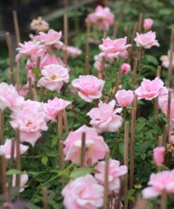 Hồng phấn nữ hoàng 4 Hồng phấn nữ hoàng