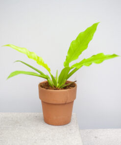 Trầu bà cung đàn