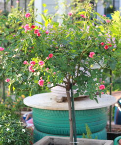 Hoa hồng chùm son 3 Hoa hồng chùm son