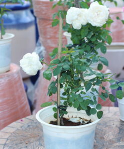 Hoa hồng bụi Glamis Castle rose