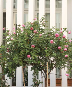 Hoa hồng bụi cổ Sapa