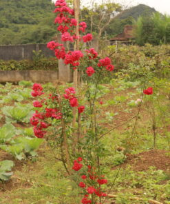 Hoa hồng leo Red Fairy Rose 4 Hoa hồng leo Red Fairy Rose