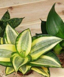 Cây Lưỡi Mèo 5 Cây lưỡi mèo