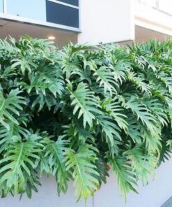 Trầu bà chân vịt