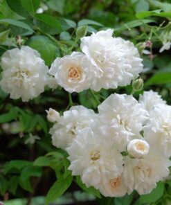 Hoa hồng leo Prosperity Rose