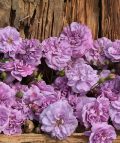 Hoa hồng bụi Rainy Blue Rose