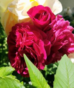 Hoa hồng leo Tess of the D’Urbervilles Rose