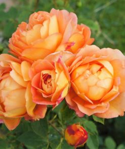 Hoa hồng bụi Lady of Shalott 4 Hoa hồng bụi Lady of Shalott Rose