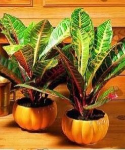 Cô Tòng Lá Mít