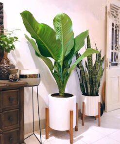 Cây Đại Phú Gia