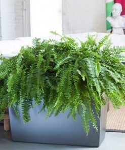 Dương Xỉ Nhật 4 Dương xỉ nhật