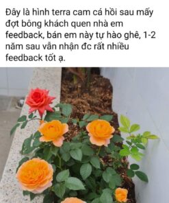 Hoa hồng bụi Tezza Rose