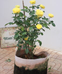 Hoa hồng bụi Catalina Rose