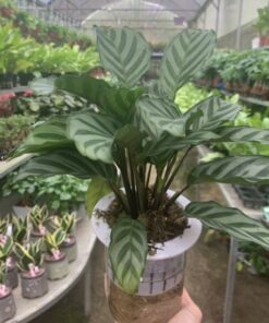 Đuôi Công Xanh 4 đuôi công xanh