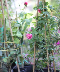 Hoa hồng leo Soeur Emmanuelle Rose 4 Hoa hồng leo Soeur Emmanuelle Rose