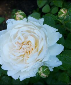Hoa hồng bụi Glamis Castle rose