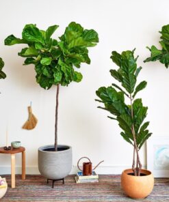 Cây Bàng Singapore 4 Cây bàng Singapore