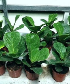 Cây Bàng Singapore 5 Cây bàng Singapore