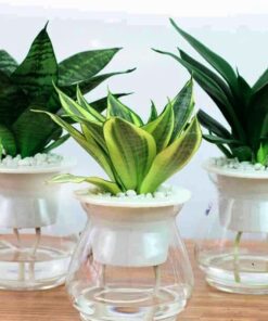 Cây Lưỡi Mèo 4 Cây lưỡi mèo