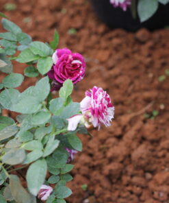 Hoa hồng bụi Scented Jewel Rose 4 Hoa hồng bụi Scented Jewel Rose