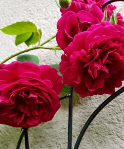 Hoa hồng leo Tess of the D’Urbervilles Rose 3 Hoa hồng leo Tess of the D’Urbervilles Rose