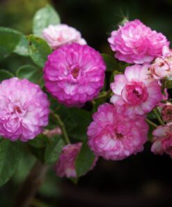 Hoa hồng bụi Vineyard Song Rose