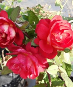 Hoa hồng bụi Docteurs Massad Rose 4 Hoa hồng bụi Docteurs Massad Rose