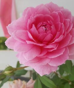 Hoa hồng leo Huntington Rose