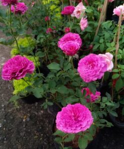 Hoa hồng bụi Ramukan Rose 4 Hoa hồng bụi Ramukan Rose