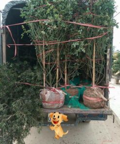 Hoa hồng bụi cổ Sapa