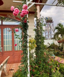 Hoa hồng leo Huntington Rose 5 Hoa hồng leo Huntington Rose