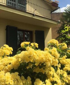 Hoa hồng leo Yellow Meilove Rose 4 Hoa hồng leo Yellow Meilove Rose