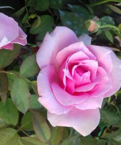 Hồng phấn nữ hoàng