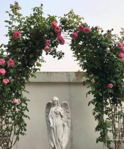 Hoa hồng leo Soeur Emmanuelle Rose