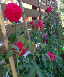 Hồng leo tường vy 4 Hồng leo tường vy