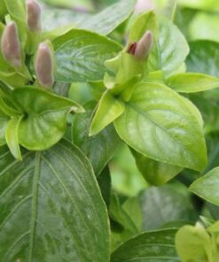 Lá Cẩm 4 Lá cẩm