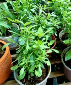 Lá É Phú Yên 3 Lá é Phú Yên