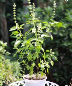 Lá É Phú Yên 4 Lá é Phú Yên