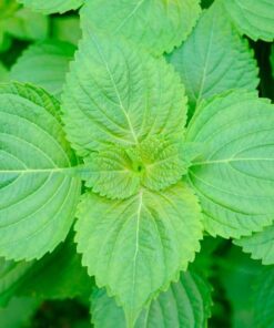 Lá Mè Hàn Quốc 6 Lá mè Hàn Quốc