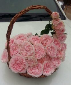 Hoa hồng bụi Miranda Rose 4 Hoa hồng bụi Miranda Rose