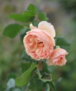 Hoa hồng bụi Masora Rose 3 Hoa hồng bụi Masora Rose