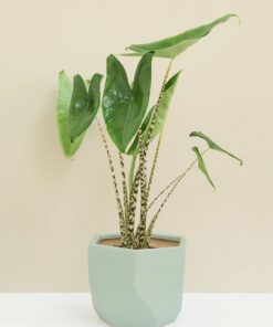 Cây Môn Alocasia Zebrina