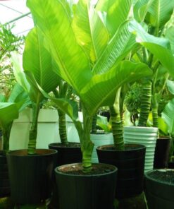 Cây Đại Phú Gia 4 Cây Đại Phú Gia