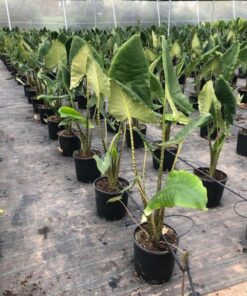 Cây Môn Alocasia Zebrina 4 Cây Môn Alocasia Zebrina