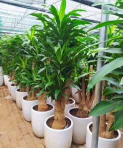 Cây Thiết Mộc Lan 4 Cây Thiết Mộc Lan