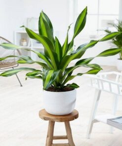 Cây Thiết Mộc Lan