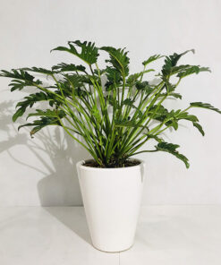 Trầu bà chân vịt